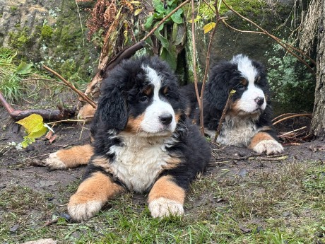 599945341_25641094825510668_1463618945788938008_n